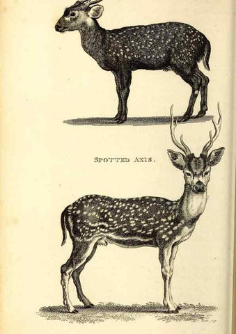 Reproducción/Reproduction 49826848832: General zoology, or Systematic natural history. London,Printed for G. Kearsley,1800-1826.. 