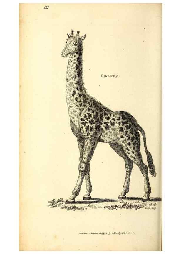 Reproducción/Reproduction 49825999728: General zoology, or Systematic natural history. London,Printed for G. Kearsley,1800-1826.. 