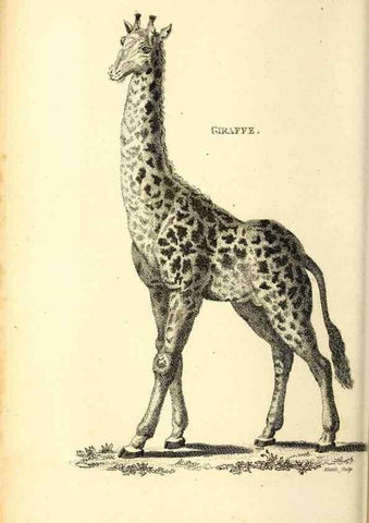 Reproducción/Reproduction 49825999728: General zoology, or Systematic natural history. London,Printed for G. Kearsley,1800-1826.. 