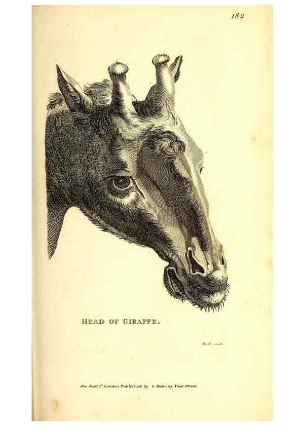 Reproducción/Reproduction 49826000038: General zoology, or Systematic natural history. London,Printed for G. Kearsley,1800-1826.. 