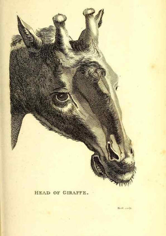 Reproducción/Reproduction 49826000038: General zoology, or Systematic natural history. London,Printed for G. Kearsley,1800-1826.. 
