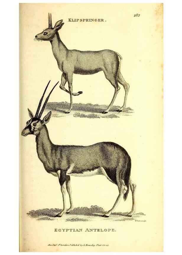 Reproducción/Reproduction 49826000313: General zoology, or Systematic natural history. London,Printed for G. Kearsley,1800-1826.. 