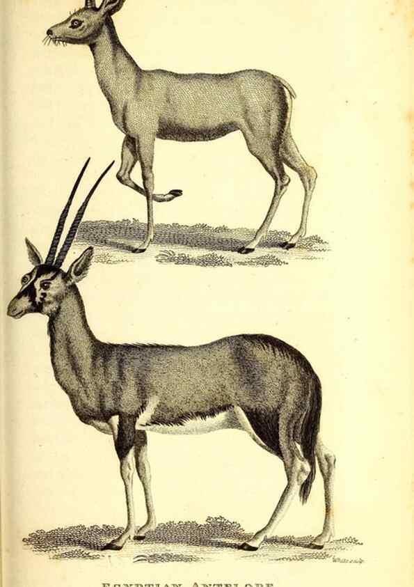 Reproducción/Reproduction 49826000313: General zoology, or Systematic natural history. London,Printed for G. Kearsley,1800-1826.. 