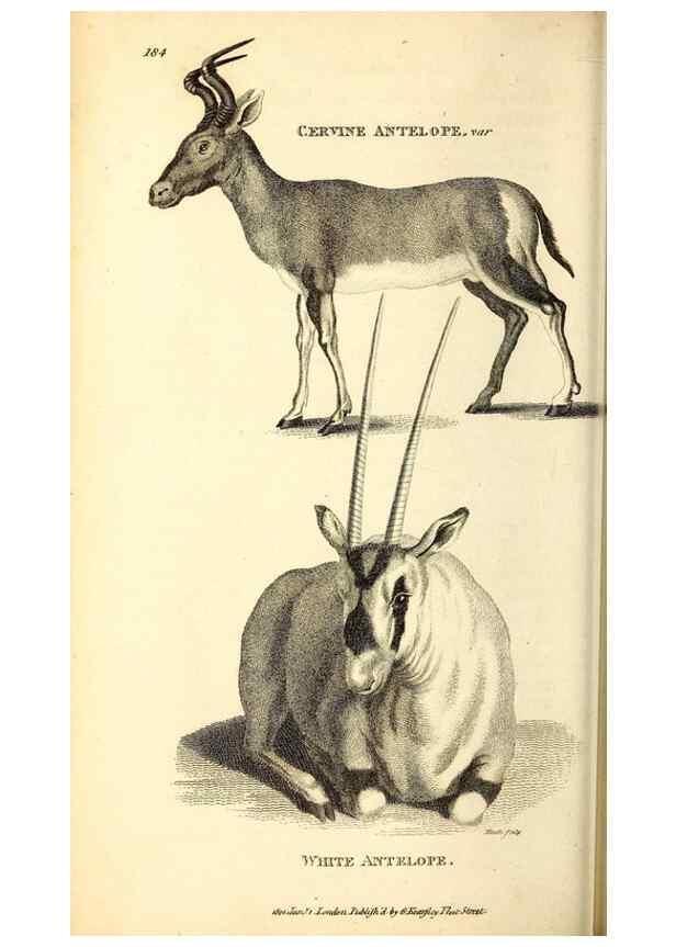 Reproducción/Reproduction 49826849962: General zoology, or Systematic natural history. London,Printed for G. Kearsley,1800-1826.. 