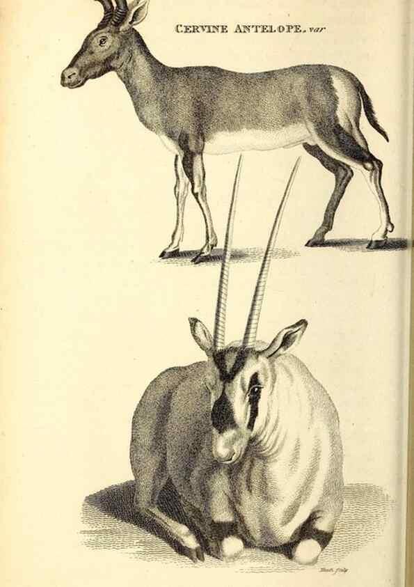 Reproducción/Reproduction 49826849962: General zoology, or Systematic natural history. London,Printed for G. Kearsley,1800-1826.. 