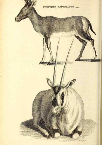 Reproducción/Reproduction 49826849962: General zoology, or Systematic natural history. London,Printed for G. Kearsley,1800-1826.. 