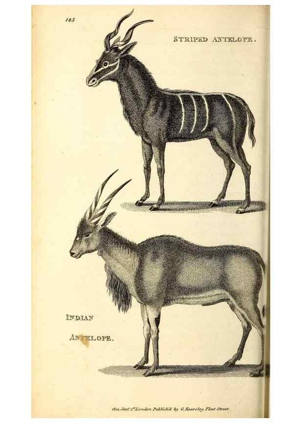 Reproducción/Reproduction 49826533901: General zoology, or Systematic natural history. London,Printed for G. Kearsley,1800-1826.. 
