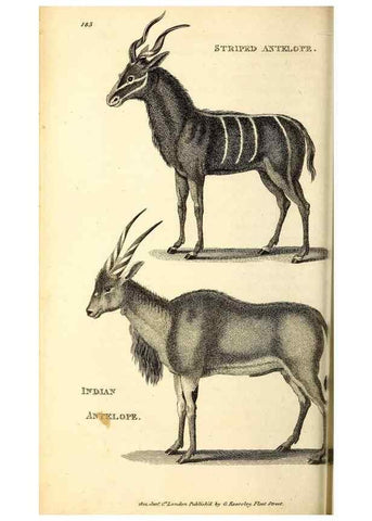 Reproducción/Reproduction 49826533901: General zoology, or Systematic natural history. London,Printed for G. Kearsley,1800-1826.. 