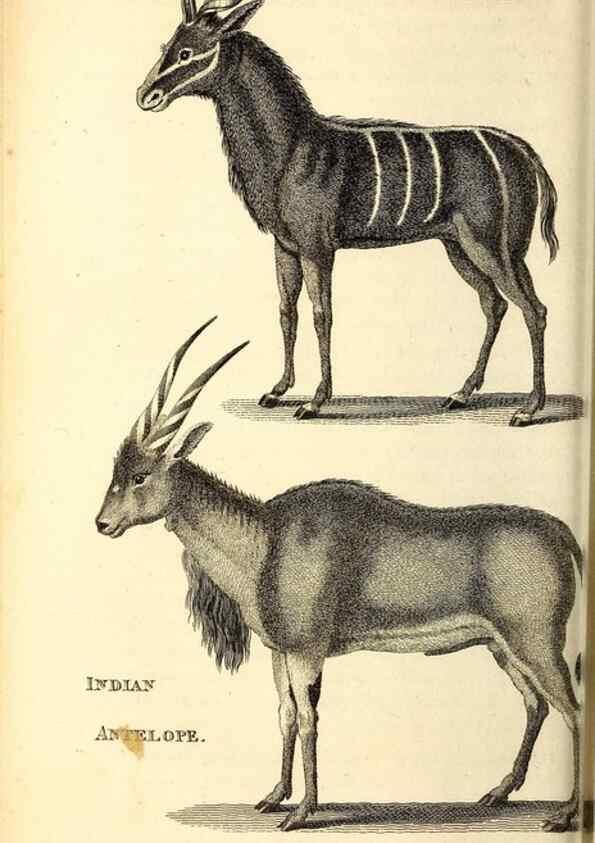 Reproducción/Reproduction 49826533901: General zoology, or Systematic natural history. London,Printed for G. Kearsley,1800-1826.. 