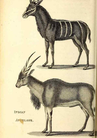 Reproducción/Reproduction 49826533901: General zoology, or Systematic natural history. London,Printed for G. Kearsley,1800-1826.. 