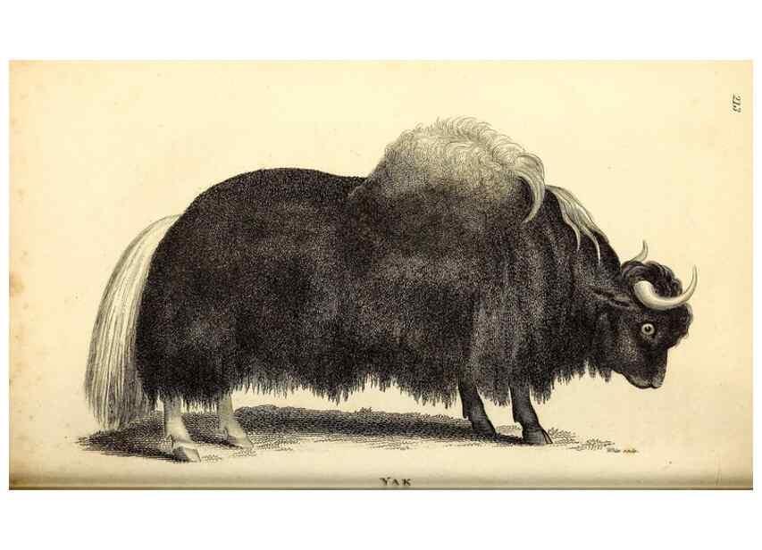 Reproducción/Reproduction 49826542656: General zoology, or Systematic natural history. London,Printed for G. Kearsley,1800-1826.. 