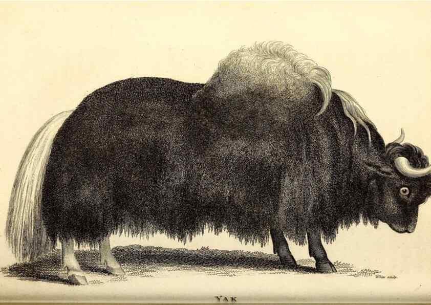 Reproducción/Reproduction 49826542656: General zoology, or Systematic natural history. London,Printed for G. Kearsley,1800-1826.. 