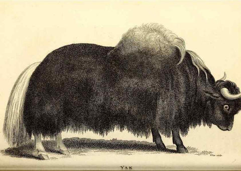 Reproducción/Reproduction 49826542656: General zoology, or Systematic natural history. London,Printed for G. Kearsley,1800-1826.. 