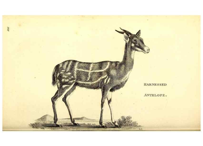 Reproducción/Reproduction 49826850462: General zoology, or Systematic natural history. London,Printed for G. Kearsley,1800-1826.. 