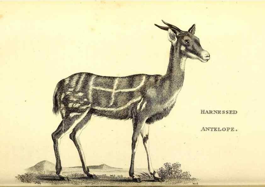 Reproducción/Reproduction 49826850462: General zoology, or Systematic natural history. London,Printed for G. Kearsley,1800-1826.. 