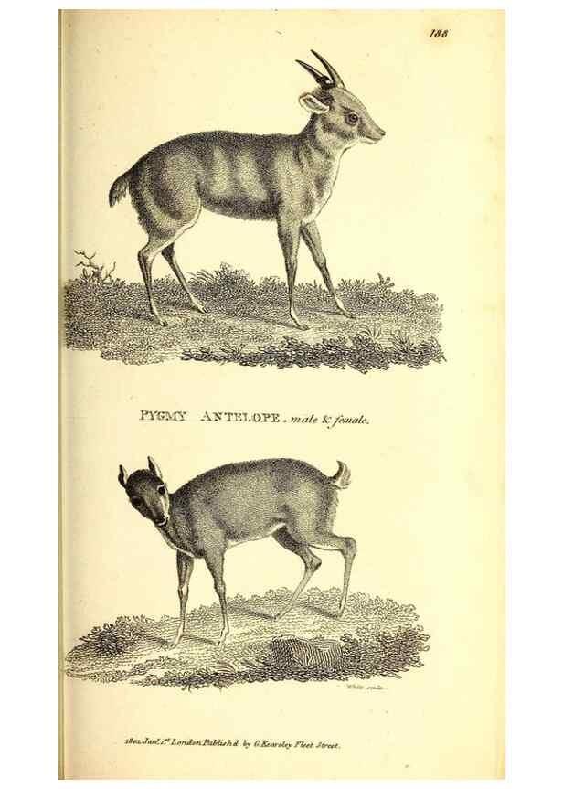 Reproducción/Reproduction 49826851137: General zoology, or Systematic natural history. London,Printed for G. Kearsley,1800-1826.. 