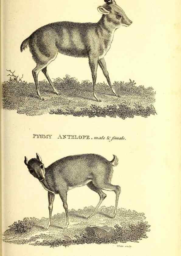 Reproducción/Reproduction 49826851137: General zoology, or Systematic natural history. London,Printed for G. Kearsley,1800-1826.. 