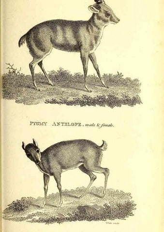 Reproducción/Reproduction 49826851137: General zoology, or Systematic natural history. London,Printed for G. Kearsley,1800-1826.. 