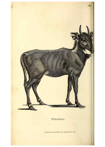 Reproducción/Reproduction 49826002338: General zoology, or Systematic natural history. London,Printed for G. Kearsley,1800-1826.. 
