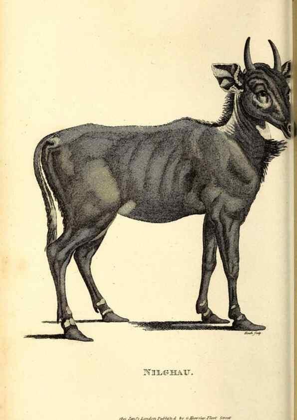 Reproducción/Reproduction 49826002338: General zoology, or Systematic natural history. London,Printed for G. Kearsley,1800-1826.. 