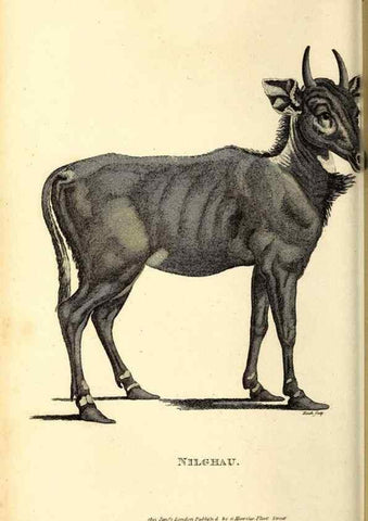 Reproducción/Reproduction 49826002338: General zoology, or Systematic natural history. London,Printed for G. Kearsley,1800-1826.. 