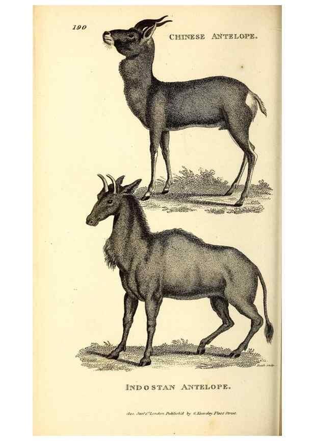 Reproducción/Reproduction 49826002668: General zoology, or Systematic natural history. London,Printed for G. Kearsley,1800-1826.. 