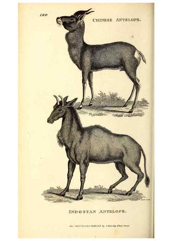Reproducción/Reproduction 49826002668: General zoology, or Systematic natural history. London,Printed for G. Kearsley,1800-1826.. 