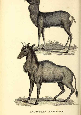 Reproducción/Reproduction 49826002668: General zoology, or Systematic natural history. London,Printed for G. Kearsley,1800-1826.. 