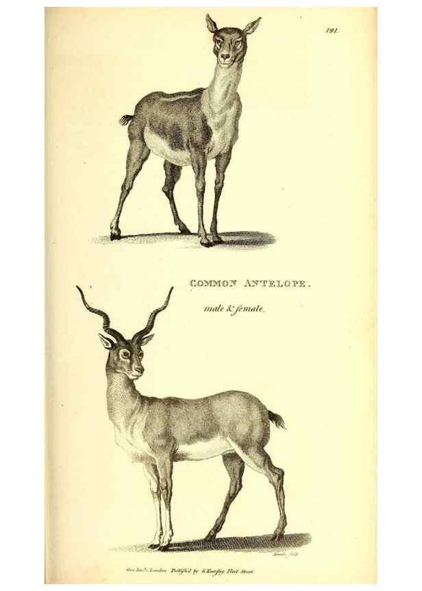Reproducción/Reproduction 49826852112: General zoology, or Systematic natural history. London,Printed for G. Kearsley,1800-1826.. 