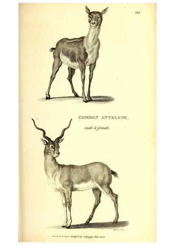 Reproducción/Reproduction 49826852112: General zoology, or Systematic natural history. London,Printed for G. Kearsley,1800-1826.. 