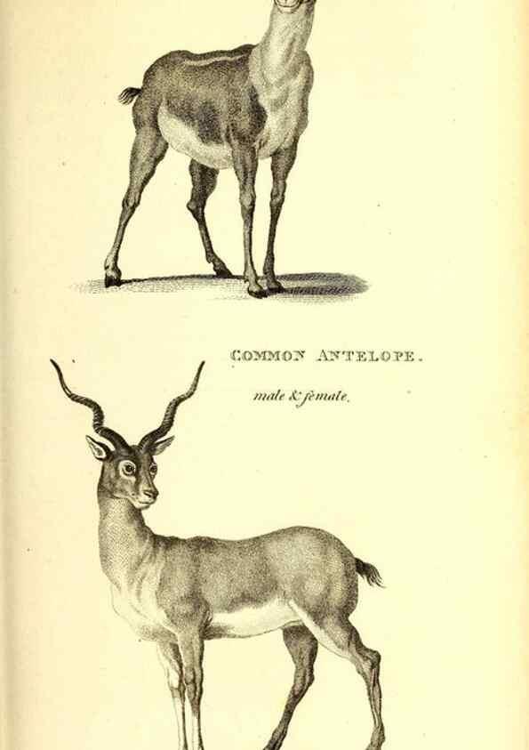 Reproducción/Reproduction 49826852112: General zoology, or Systematic natural history. London,Printed for G. Kearsley,1800-1826.. 