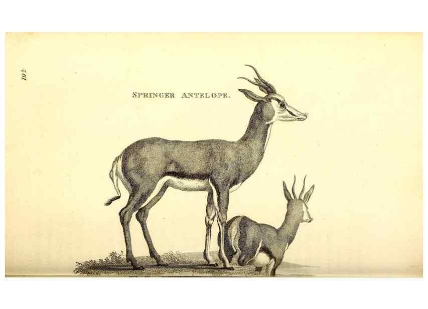 Reproducción/Reproduction 49826003233: General zoology, or Systematic natural history. London,Printed for G. Kearsley,1800-1826.. 