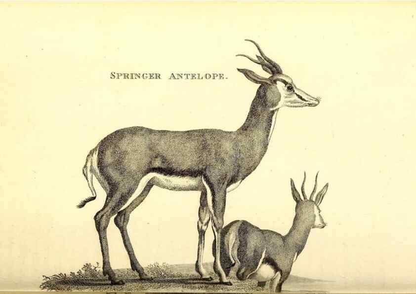 Reproducción/Reproduction 49826003233: General zoology, or Systematic natural history. London,Printed for G. Kearsley,1800-1826.. 