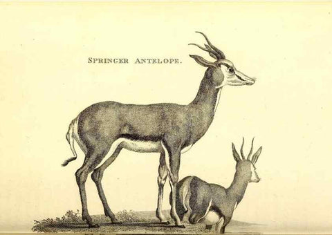 Reproducción/Reproduction 49826003233: General zoology, or Systematic natural history. London,Printed for G. Kearsley,1800-1826.. 