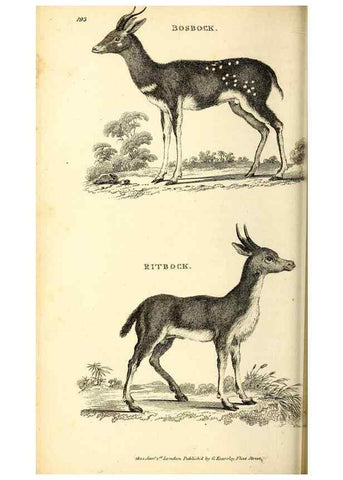 Reproducción/Reproduction 49826536331: General zoology, or Systematic natural history. London,Printed for G. Kearsley,1800-1826.. 