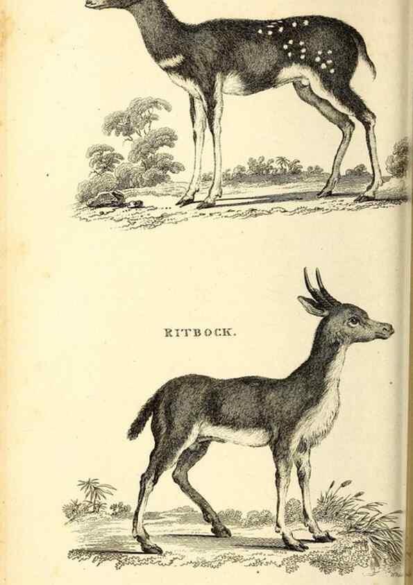 Reproducción/Reproduction 49826536331: General zoology, or Systematic natural history. London,Printed for G. Kearsley,1800-1826.. 