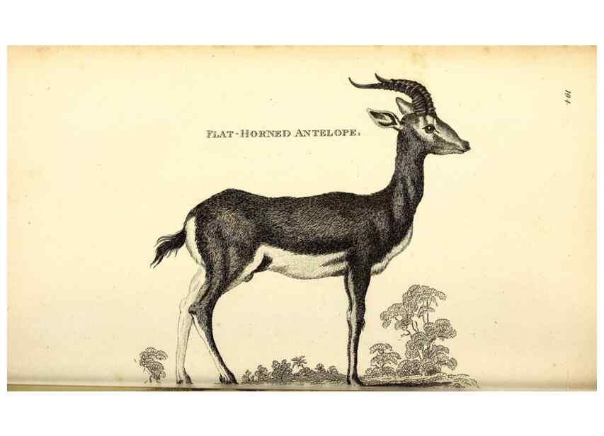 Reproducción/Reproduction 49826003738: General zoology, or Systematic natural history. London,Printed for G. Kearsley,1800-1826.. 