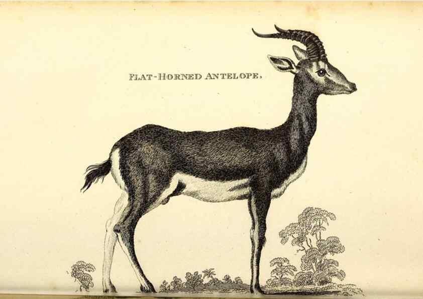 Reproducción/Reproduction 49826003738: General zoology, or Systematic natural history. London,Printed for G. Kearsley,1800-1826.. 