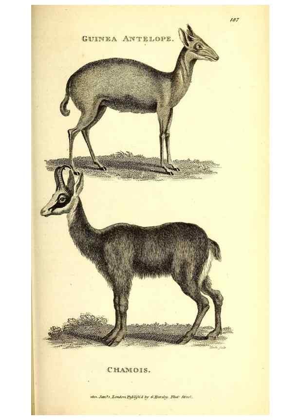 Reproducción/Reproduction 49826850702: General zoology, or Systematic natural history. London,Printed for G. Kearsley,1800-1826.. 