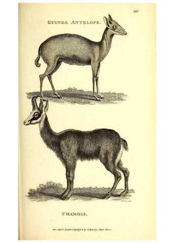 Reproducción/Reproduction 49826850702: General zoology, or Systematic natural history. London,Printed for G. Kearsley,1800-1826.. 