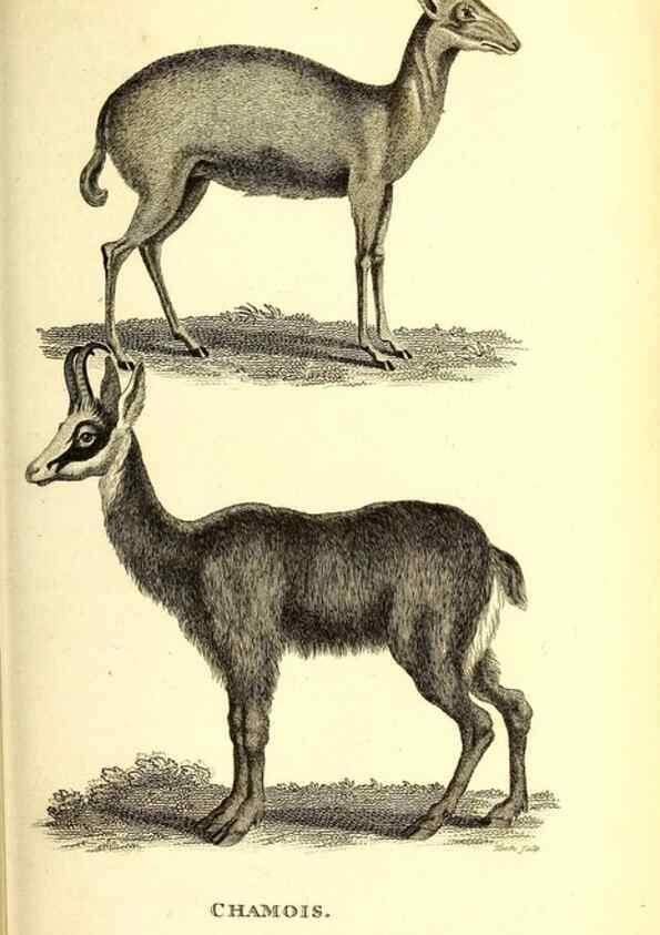 Reproducción/Reproduction 49826850702: General zoology, or Systematic natural history. London,Printed for G. Kearsley,1800-1826.. 