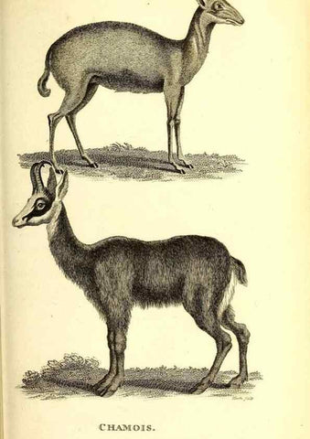 Reproducción/Reproduction 49826850702: General zoology, or Systematic natural history. London,Printed for G. Kearsley,1800-1826.. 