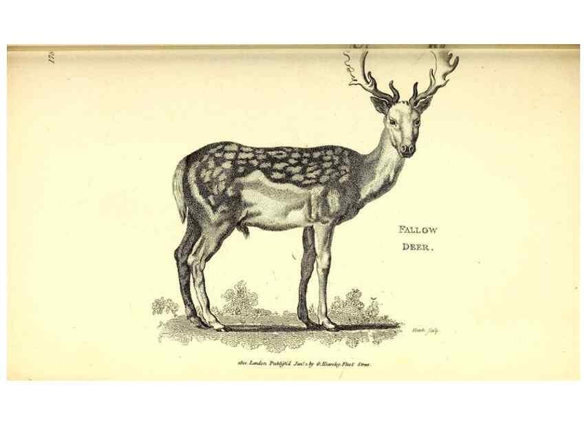 Reproducción/Reproduction 49826848277: General zoology, or Systematic natural history. London,Printed for G. Kearsley,1800-1826.. 