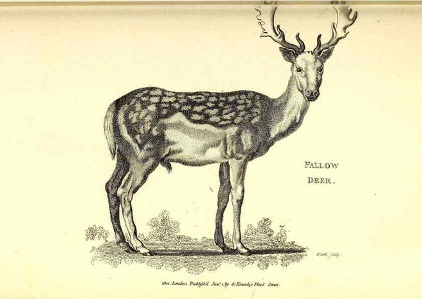 Reproducción/Reproduction 49826848277: General zoology, or Systematic natural history. London,Printed for G. Kearsley,1800-1826.. 