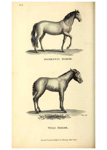 Reproducción/Reproduction 49826010213: General zoology, or Systematic natural history. London,Printed for G. Kearsley,1800-1826.. 