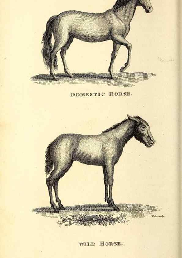 Reproducción/Reproduction 49826010213: General zoology, or Systematic natural history. London,Printed for G. Kearsley,1800-1826.. 