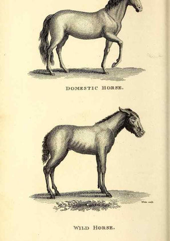 Reproducción/Reproduction 49826010213: General zoology, or Systematic natural history. London,Printed for G. Kearsley,1800-1826.. 