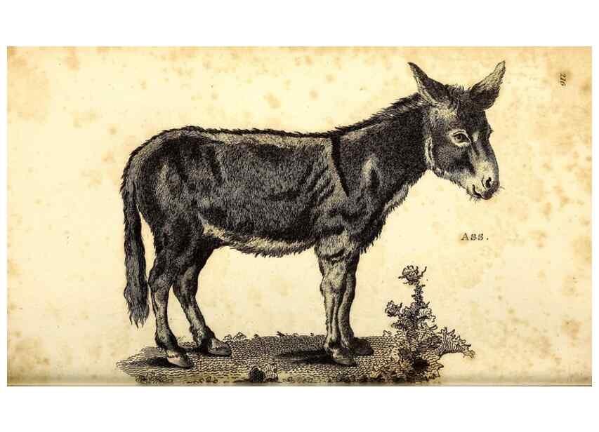 Reproducción/Reproduction 49826860117: General zoology, or Systematic natural history. London,Printed for G. Kearsley,1800-1826.. 