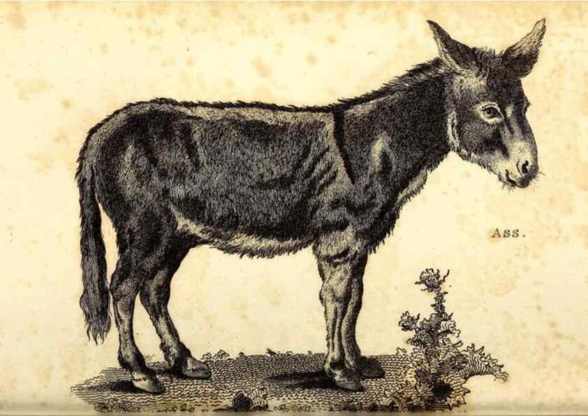 Reproducción/Reproduction 49826860117: General zoology, or Systematic natural history. London,Printed for G. Kearsley,1800-1826.. 