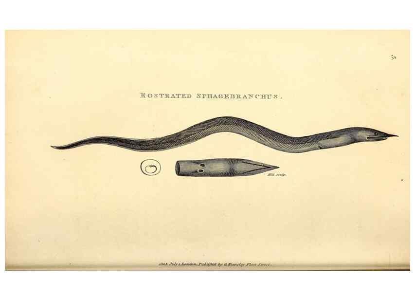 Reproducción/Reproduction 49826960417: General zoology, or Systematic natural history. London,Printed for G. Kearsley,1800-1826.. 
